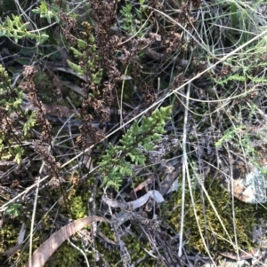 Cheilanthes sieberi subsp. sieberi at Hackett, ACT - 28 Aug 2022 11:48 AM