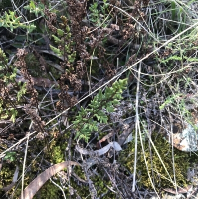 Cheilanthes sieberi subsp. sieberi (Mulga Rock Fern) at Hackett, ACT - 28 Aug 2022 by Tapirlord