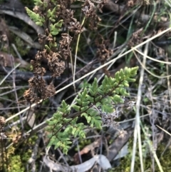 Cheilanthes sieberi subsp. sieberi at Hackett, ACT - 28 Aug 2022 11:48 AM