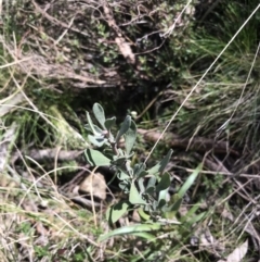 Hibbertia obtusifolia (Grey Guinea-flower) at Hackett, ACT - 28 Aug 2022 by Tapirlord