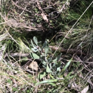 Hibbertia obtusifolia at Hackett, ACT - 28 Aug 2022