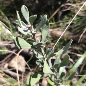 Hibbertia obtusifolia at Hackett, ACT - 28 Aug 2022