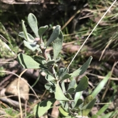 Hibbertia obtusifolia at Hackett, ACT - 28 Aug 2022