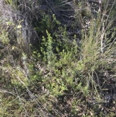 Pultenaea subspicata at Hackett, ACT - 28 Aug 2022