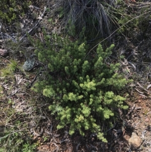 Pultenaea subspicata at Hackett, ACT - 28 Aug 2022