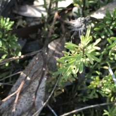 Pultenaea subspicata at Hackett, ACT - 28 Aug 2022