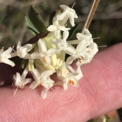 Pimelea linifolia subsp. linifolia (Queen of the Bush, Slender Rice-flower) at Mount Majura - 28 Aug 2022 by Tapirlord