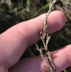 Lepidosperma laterale (Variable Sword Sedge) at Hackett, ACT - 28 Aug 2022 by Tapirlord