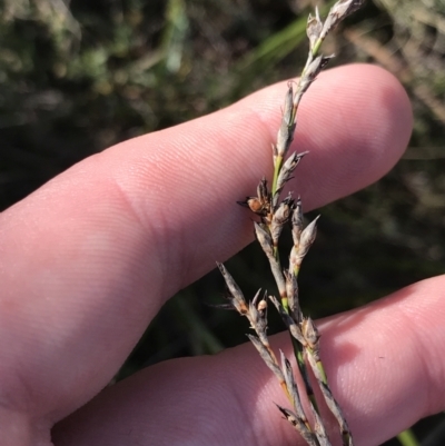 Lepidosperma laterale (Variable Sword Sedge) at Hackett, ACT - 28 Aug 2022 by Tapirlord