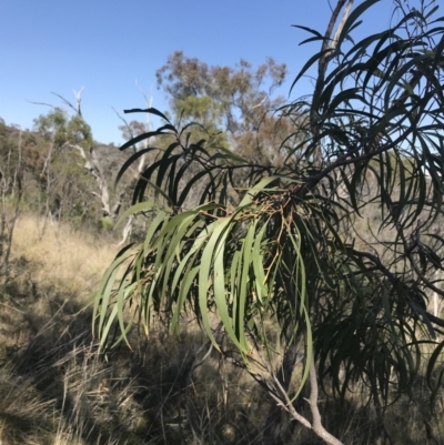 Acacia implexa (Hickory Wattle, Lightwood) at Hackett, ACT - 28 Aug 2022 by Tapirlord