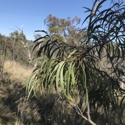 Acacia implexa (Hickory Wattle, Lightwood) at Mount Majura - 28 Aug 2022 by Tapirlord