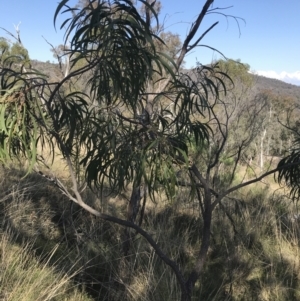 Acacia implexa at Hackett, ACT - 28 Aug 2022