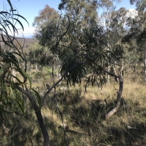 Acacia implexa at Hackett, ACT - 28 Aug 2022 11:43 AM