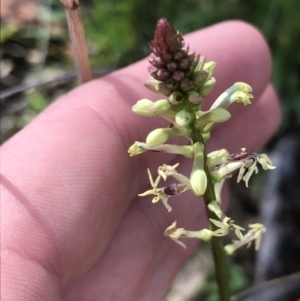 Stackhousia monogyna at Hackett, ACT - 28 Aug 2022