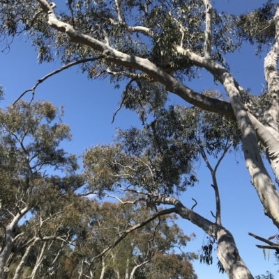Eucalyptus rossii (Inland Scribbly Gum) at Hackett, ACT - 28 Aug 2022 by Tapirlord