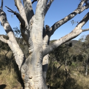 Eucalyptus rossii at Mount Majura - 28 Aug 2022