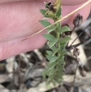 Pimelea curviflora at Hackett, ACT - 28 Aug 2022 11:39 AM