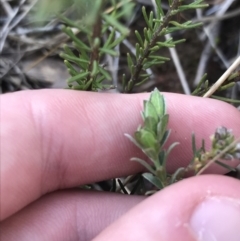 Pimelea curviflora at Hackett, ACT - 28 Aug 2022 11:39 AM