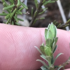 Pimelea curviflora at Hackett, ACT - 28 Aug 2022 11:39 AM