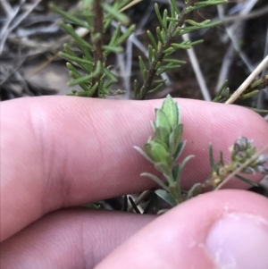 Pimelea curviflora at Hackett, ACT - 28 Aug 2022 11:39 AM