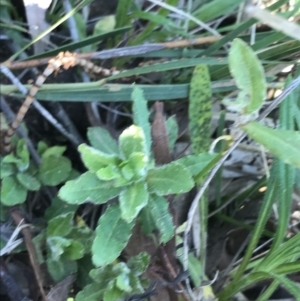 Wahlenbergia stricta subsp. stricta at Hackett, ACT - 28 Aug 2022