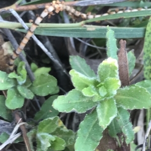 Wahlenbergia stricta subsp. stricta at Hackett, ACT - 28 Aug 2022