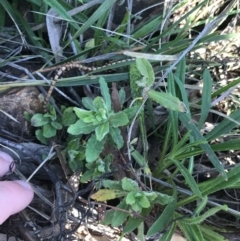 Wahlenbergia stricta subsp. stricta at Hackett, ACT - 28 Aug 2022