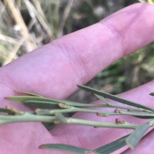 Daviesia leptophylla at Hackett, ACT - 28 Aug 2022 11:37 AM