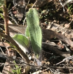 Caladenia actensis (Canberra Spider Orchid) at Hackett, ACT - 28 Aug 2022 by Tapirlord