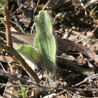 Caladenia actensis (Canberra Spider Orchid) by Tapirlord