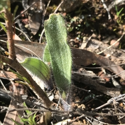 Caladenia actensis (Canberra Spider Orchid) at Hackett, ACT by Tapirlord