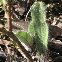 Caladenia actensis at suppressed - suppressed