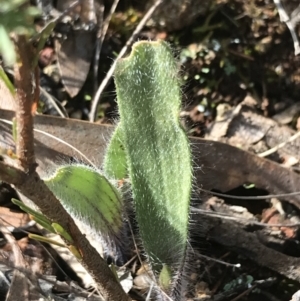 Caladenia actensis at suppressed - suppressed