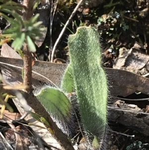 Caladenia actensis at suppressed - suppressed