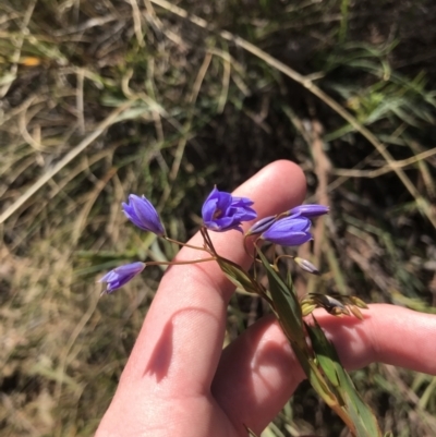 Stypandra glauca (Nodding Blue Lily) at Mount Majura - 28 Aug 2022 by Tapirlord