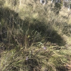 Stypandra glauca at Hackett, ACT - 28 Aug 2022