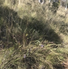 Stypandra glauca at Hackett, ACT - 28 Aug 2022