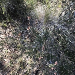 Brachyloma daphnoides (Daphne Heath) at Hackett, ACT - 28 Aug 2022 by Tapirlord