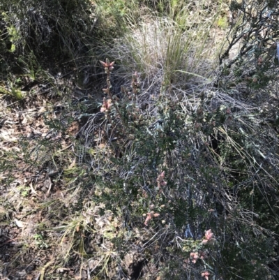 Brachyloma daphnoides (Daphne Heath) at Mount Majura - 28 Aug 2022 by Tapirlord