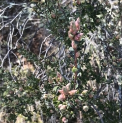 Brachyloma daphnoides at Hackett, ACT - 28 Aug 2022 11:26 AM