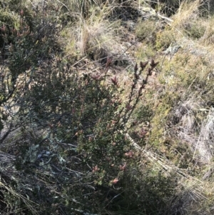 Brachyloma daphnoides at Hackett, ACT - 28 Aug 2022 11:26 AM