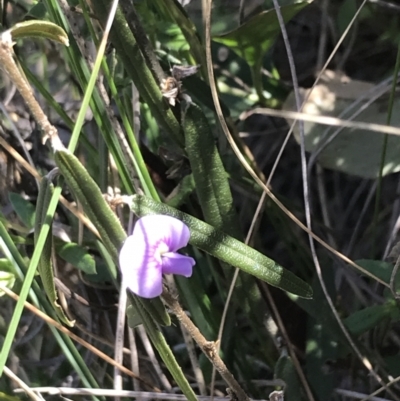 Hovea heterophylla (Common Hovea) at Mount Majura - 28 Aug 2022 by Tapirlord