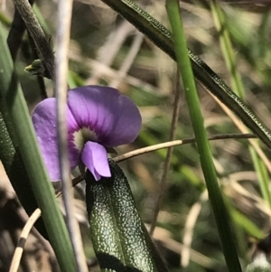 Hovea heterophylla at Hackett, ACT - 28 Aug 2022