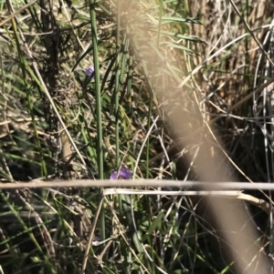 Hovea heterophylla at Hackett, ACT - 28 Aug 2022