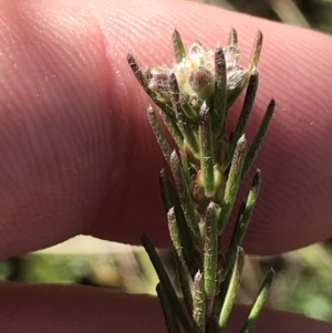 Dillwynia sericea at Hackett, ACT - 28 Aug 2022 11:24 AM