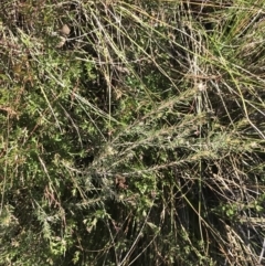 Dillwynia sericea at Hackett, ACT - 28 Aug 2022 11:24 AM