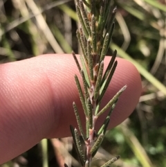 Dillwynia sericea at Hackett, ACT - 28 Aug 2022 11:24 AM