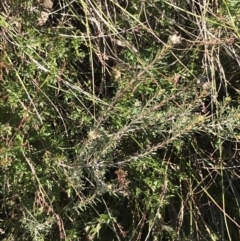 Dillwynia sericea at Hackett, ACT - 28 Aug 2022 11:24 AM