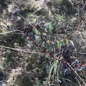 Indigofera australis subsp. australis at Hackett, ACT - 28 Aug 2022