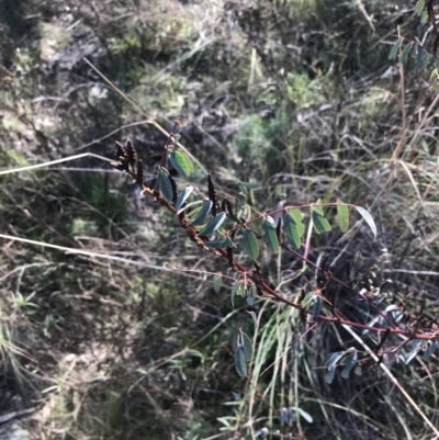 Indigofera australis subsp. australis (Australian Indigo) at Mount Majura - 28 Aug 2022 by Tapirlord